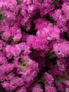 Closeup shot of beautiful pink Limonium flowers