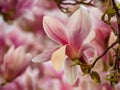 Closeup shot of a beautiful pink magnolia flower blooming on a branch Royalty Free Stock Photo