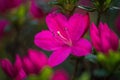 Closeup shot of the beautiful, pink Marvel-of-Peru flower