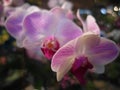 Closeup shot of beautiful pink moth orchid flowers in blossom Royalty Free Stock Photo