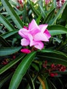 Closeup shot of beautiful pink oleander flowers in a garden Royalty Free Stock Photo