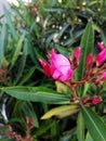 Closeup shot of beautiful pink oleander flowers in a garden Royalty Free Stock Photo