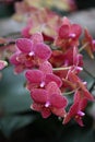 Closeup shot of beautiful pink orchid flowers on a blurred background Royalty Free Stock Photo