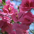 Closeup shot of beautiful pink paperflowers - Bougainvillea glabra