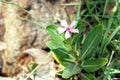 Closeup shot of a beautiful pink periwinkle flower in a garden Royalty Free Stock Photo