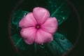 Closeup shot of a beautiful pink-petaled periwinkle flower with green leaves Royalty Free Stock Photo