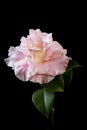Closeup shot of a beautiful pink-petaled rosa centifolia flower against a black background Royalty Free Stock Photo