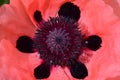 A closeup shot of a beautiful pink poppy flower Royalty Free Stock Photo