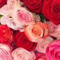 Closeup shot of beautiful pink and red roses - perfect  for a floral wallpaper or background Royalty Free Stock Photo