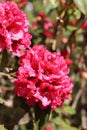 Closeup shot of beautiful pink Rhododendron flowers in a garden Royalty Free Stock Photo