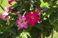 Closeup shot of beautiful pink rocktrumpet flowers on the bush