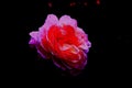 Closeup shot of a beautiful pink rose with a dark background Royalty Free Stock Photo