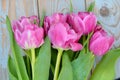 Closeup shot of the beautiful pink tulips isolated on the wooden background Royalty Free Stock Photo