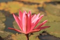 Closeup shot of a beautiful pink water lily in a pond Royalty Free Stock Photo