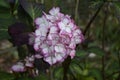 Closeup shot of a beautiful pink and white hydrangea flower Royalty Free Stock Photo