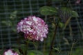 Closeup shot of a beautiful pink and white hydrangea flower Royalty Free Stock Photo