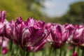 Closeup shot of beautiful pink and white tulips growing in the field with blurred background Royalty Free Stock Photo