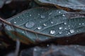 Closeup shot of beautiful plantations covered in dewdrops