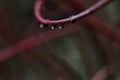 Closeup shot of beautiful plantations covered in dewdrops