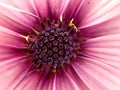 Closeup shot of a beautiful purple african daisy flower in a garden Royalty Free Stock Photo