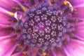 Closeup shot of a beautiful purple african daisy flower in a garden Royalty Free Stock Photo