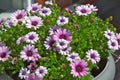 Closeup shot of beautiful purple African daisy flowers in a flowerpot Royalty Free Stock Photo