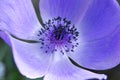 Closeup shot of a beautiful purple baby blue eyes flower on a blurred background