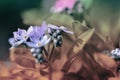 Closeup shot of beautiful purple forget-me-nots