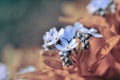 Closeup shot of beautiful purple forget-me-nots