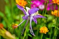 Closeup shot of a beautiful purple iris flower on a blurred background Royalty Free Stock Photo