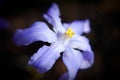 Closeup shot of a beautiful purple iris flower on a blurred background Royalty Free Stock Photo