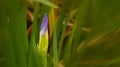 Closeup shot of beautiful purple iris tectorum flower bud on blurred background Royalty Free Stock Photo