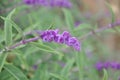 Closeup shot of beautiful purple Mexican Bush Sage on background of plants Royalty Free Stock Photo