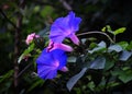 Closeup shot of beautiful purple morning glory (Ipomoea purpurea) flowers blooming in a garden Royalty Free Stock Photo