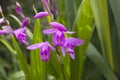 Closeup shot of a beautiful purple orchid flower Royalty Free Stock Photo