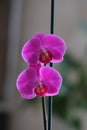 Closeup shot of a beautiful purple orchid flower with a blurred background Royalty Free Stock Photo