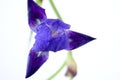 Closeup shot of a beautiful purple orris flower with a white background