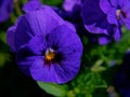 Closeup shot of beautiful purple pansy flowers in a field Royalty Free Stock Photo