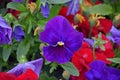 Closeup shot of beautiful purple pansy flowers in a garden Royalty Free Stock Photo