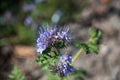 Closeup shot of beautiful purple pennyroyal flowers on a blurred background