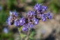 Closeup shot of beautiful purple pennyroyal flowers on a blurred background