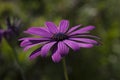 Closeup shot of a beautiful purple-petaled African daisy flower on a blurred background Royalty Free Stock Photo