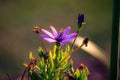Closeup shot of a beautiful purple-petaled African daisy flower with a blurred background Royalty Free Stock Photo