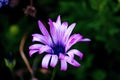 Closeup shot of a beautiful purple-petaled African daisy flower with a blurred background Royalty Free Stock Photo