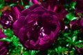 Closeup shot of beautiful purple-petaled floribunda rose  on a blurred natural background Royalty Free Stock Photo