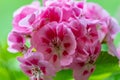 Closeup shot of a beautiful purple-petaled gilliflower isolated on a blurred background