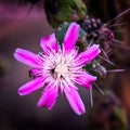 Closeup shot of a beautiful purple-petaled passion flower on a blurred background Royalty Free Stock Photo