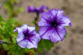 Closeup shot of a beautiful purple petunia on a blurred background Royalty Free Stock Photo