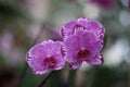 Closeup shot of beautiful purple Phalaenopsis orchid flowers on a blurred background Royalty Free Stock Photo