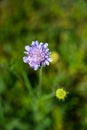 Closeup shot of a beautiful purple pincushion flower on a blurred background Royalty Free Stock Photo